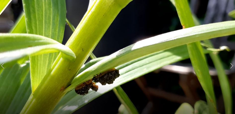 Rups/pop van Lieveheersbeestje? Of iets anders?
